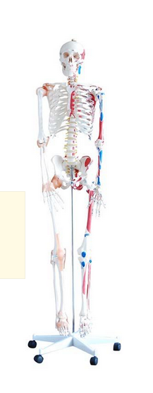 Skeleton with Muscles and Ligaments 180cm Tall