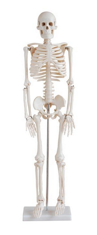 85cm Skeleton